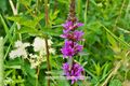 Fauna und Flora Bilder noch zum Bestimmen 15.jpg
