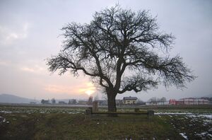 Walser Birnbaum m. Sonnenuntergang.jpg