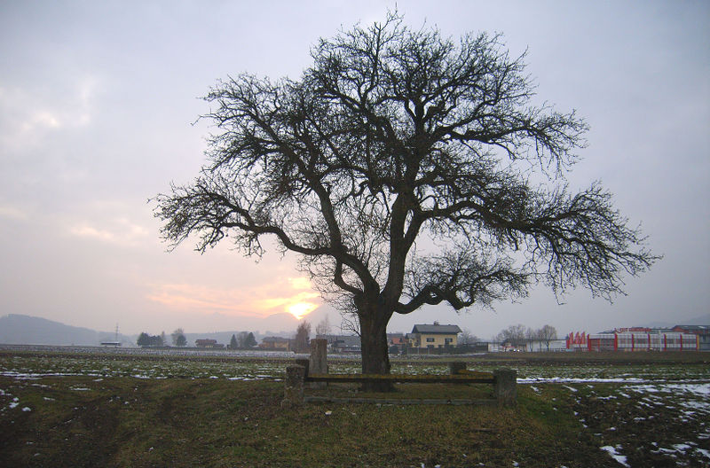 Datei:Walser Birnbaum m. Sonnenuntergang.jpg
