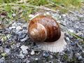 Weinbergschnecke Böndlsee (1).jpg