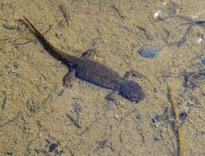 Bergmolchweibchen in der Wassertracht.jpg