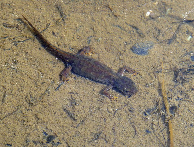 Datei:Bergmolchweibchen in der Wassertracht.jpg