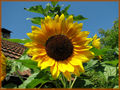 Sonnenblume 02.jpg