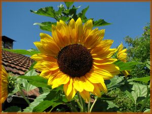 Sonnenblume 02.jpg