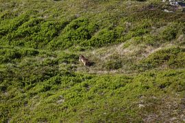 Bergtour poiskarl 26528 2016-06-24.jpg