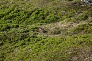 Bergtour poiskarl 26528 2016-06-24.jpg