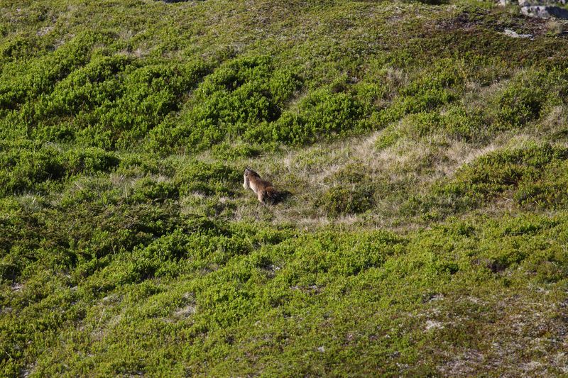 Datei:Bergtour poiskarl 26528 2016-06-24.jpg
