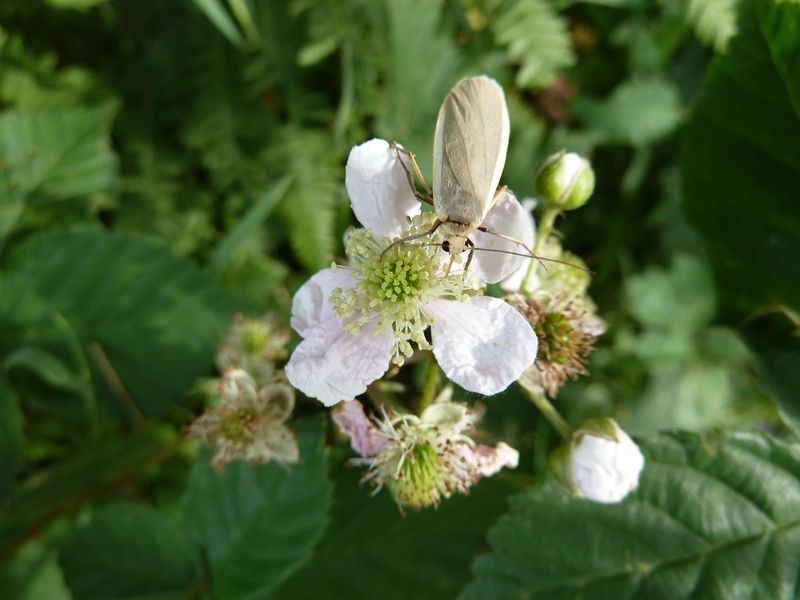 Datei:Brombeerblüten mit Insekt, Griesergraben.jpg