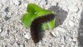 Brombeerspinner-Raupe 20211022 2.jpg