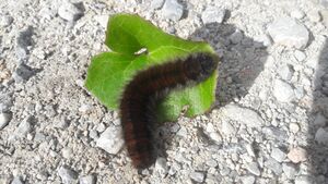 Brombeerspinner-Raupe 20211022 2.jpg