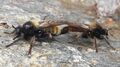 Gelbe Mordfliege (Laphria flava) Maria Alm 20240609 2 (2).jpg
