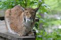 Luchs, Wildpark Grünau.jpg