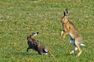 Hase Kampf 02.jpg
