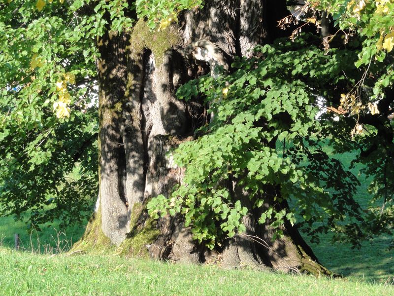 Datei:Hindenburglinde in Ramsau, Stammansicht.jpg