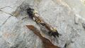 Gelbe Mordfliege (Laphria flava) Maria Alm 20240609 2 (1).jpg