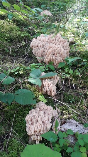 Korallenpilz 20210819 3.jpg