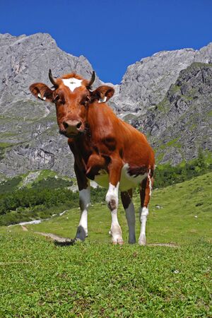Salzburger Bauernkalender 1.jpg