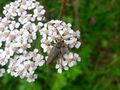 Dichtbehaarter Halsbock Kaprun 20250722 1.jpg
