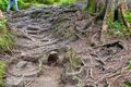 Rauriser Urwald 05.jpg