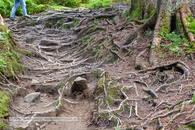 Datei:Rauriser Urwald 05.jpg