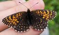 Lepidoptera Hinterthal 1 (5).jpg