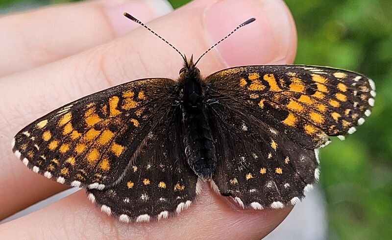Datei:Lepidoptera Hinterthal 1 (5).jpg