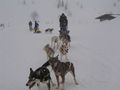 Schlittenhundefahrt, Naßfeld 2.jpg