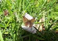 Schmetterling Hinterthal 20210528 1.jpg