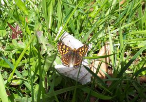 Schmetterling Hinterthal 20210528 1.jpg