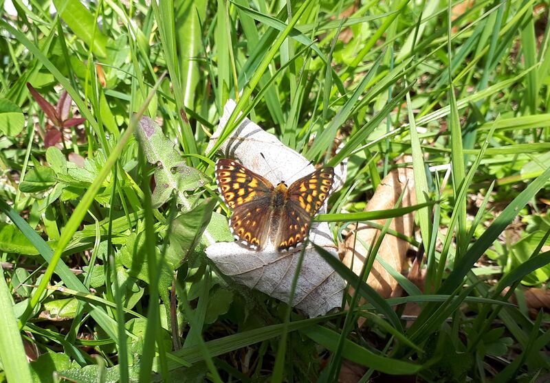 Datei:Schmetterling Hinterthal 20210528 1.jpg