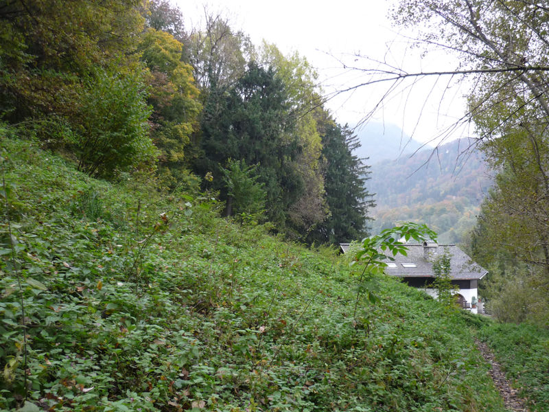 Datei:Vermutetes Weinanbaugebiet oberhalb der Weingartenstraße in Gnigl.JPG