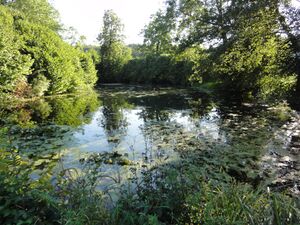 Weiher in Marzoll.jpg