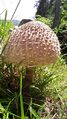 Parasol Lungau Mariapfarr 1 (4).jpg