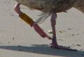 Wissenschaftliche Vogelberingung, juvenile Silbermöwe.jpg