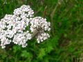 Dichtbehaarter Halsbock Kaprun 20250722 4.jpg