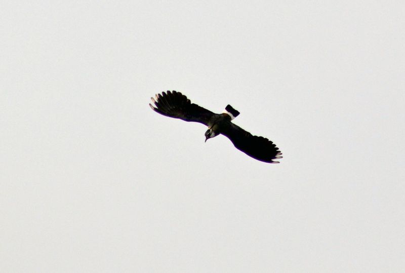 Datei:Kiebitz im Flug.jpg