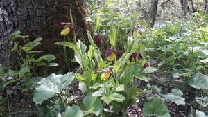 Gelber Frauenschuh (Cypripedium calceolus) 07.jpg