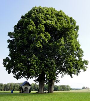 Zwei Linden in Kirchfenning, Mai 2011.jpg