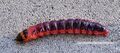 2023 10 01 Cossus cossus Weidenbohrer Raupe.JPG