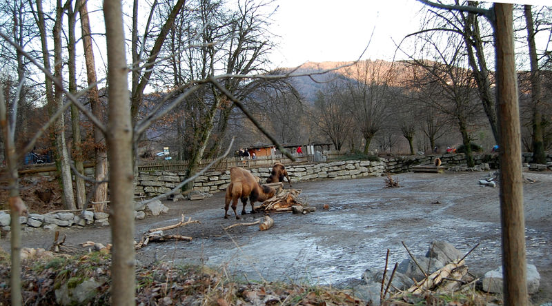 Datei:Kamel-Gehege im Salzburger Zoo.jpg