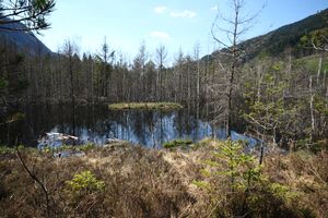 Mandlinger moor 69724 2018-04-18.jpg
