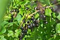 Schwarze Johannisbeere 01.jpg
