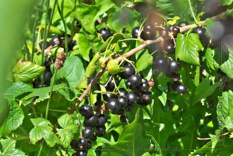 Datei:Schwarze Johannisbeere 01.jpg