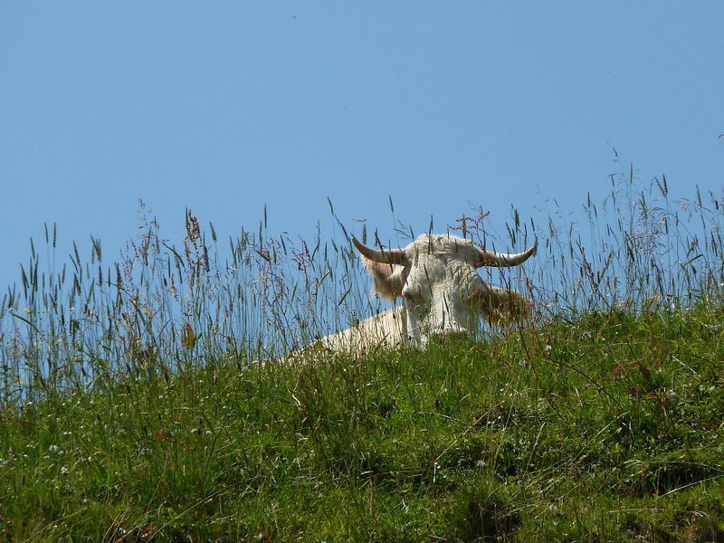 Datei:Kallbrunnalm 6.jpg