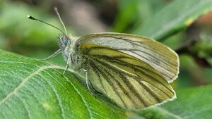 Schmetterling Tappenkarsee 20240628 1 (3).jpg