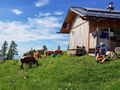 Vierkaseralm Almauftrieb 2021 13.jpg