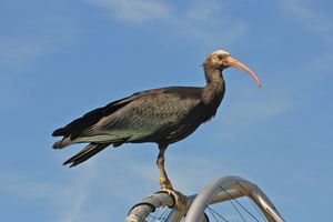 Waldrapp.jpg