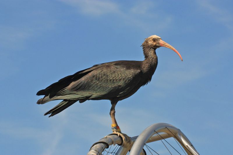 Datei:Waldrapp.jpg