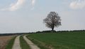 Der Weg zum Rainbichl in Tyrlaching.jpg