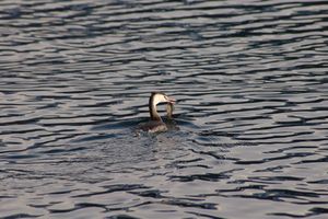 Haubentaucher mit Flussbarsch.jpg